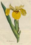 040. Iris pseudacorus. C.