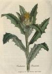 042. Centaurea benedicta. C.