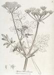 073. Apium petroselinum.