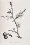 084. Prunus spinosa.