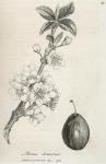 085. Prunus domestica.