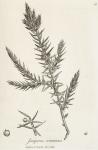 095. Juniperus communis.