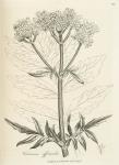 096. Valeriana officinalis.