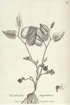 106. Aristolochia serpentaria.