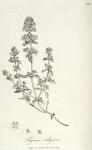 109. Thymus vulgaris.