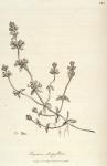 110. Thymus serpyllum.