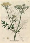 073. Apium petroselinum. C.