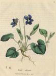 081. Viola odorata. C.