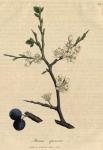 084. Prunus spinosa. C.