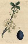 085. Prunus domestica. C.