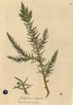 095. Juniperus communis. C.