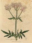 096. Valeriana officinalis. C.