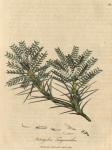 098. Astragalus tragacantha. C.