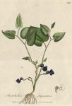 106. Aristolochia serpentaria. C.