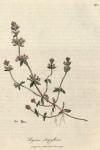 110. Thymus serpyllum. C.