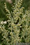 Photo: Artemisia absinthium 10.