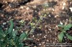 Photo: Capsella bursa pastoris 1.