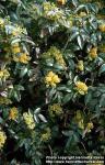 Photo: Mahonia aquifolium 1.