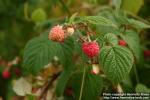 Photo: Rubus idaeus 5.