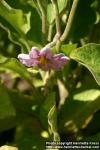 Photo: Solanum melongena 2.