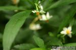 Photo: Solanum pseudocapsicum 3.