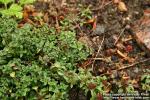 Photo: Thymus herba barona 1.
