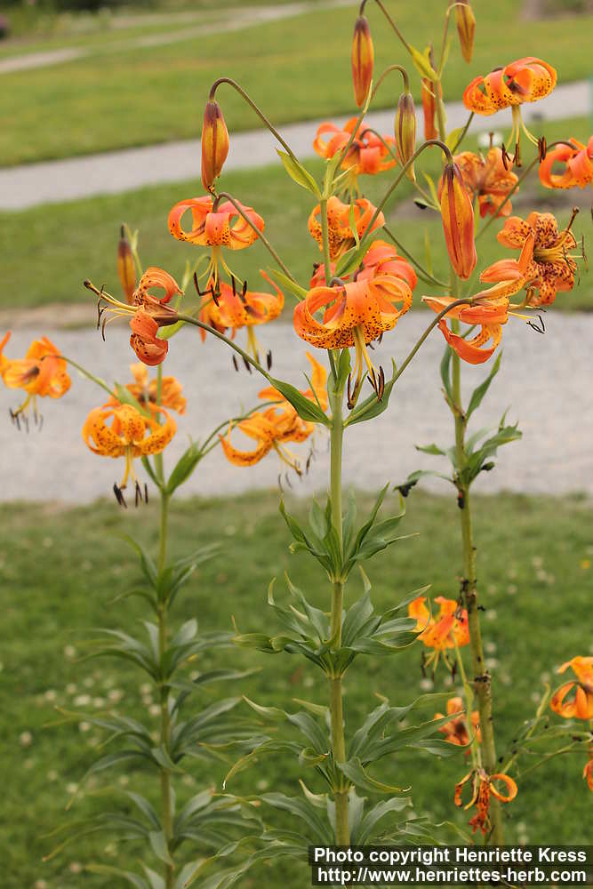 Photo Lilium Superbum 3 Henriette S Herbal Homepage