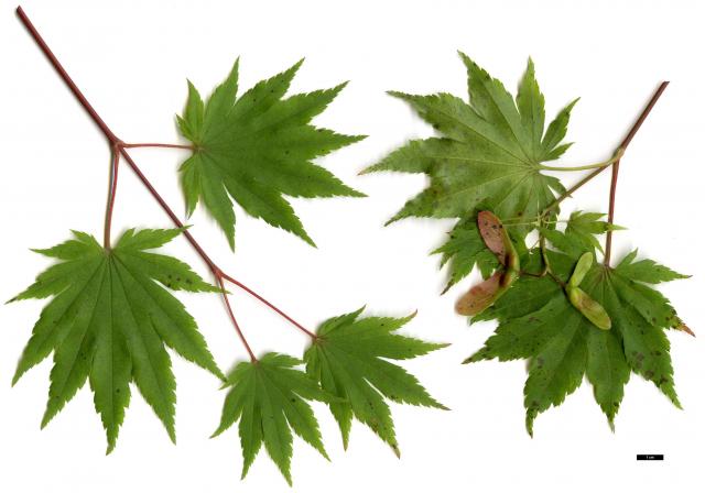 JDL: Acer pseudosieboldianum 2.