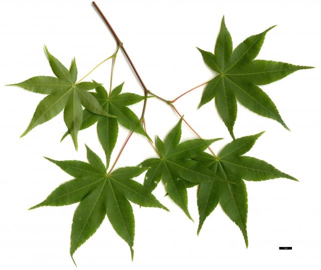 JDL: Acer campbellii subsp. flabellatum 2.