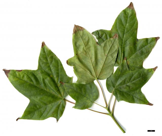 JDL: Acer amplum subsp. bodinieri 2.