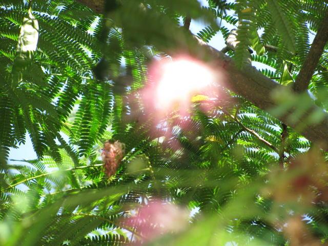 Photo: Albizia julibrissin 1. Adam Stark.