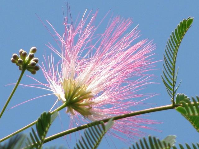 Photo: Albizia julibrissin. Adam Stark.