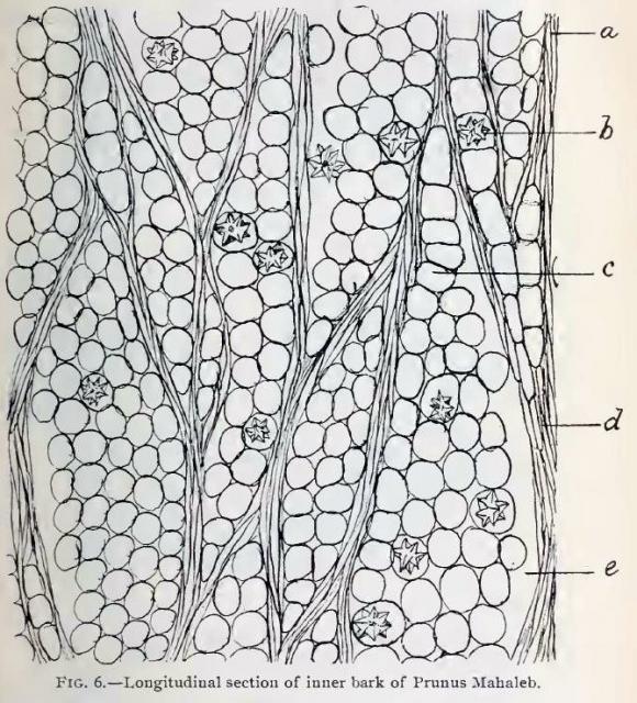 Fig. 6.—Longitudinal section of inner bark of Prun...