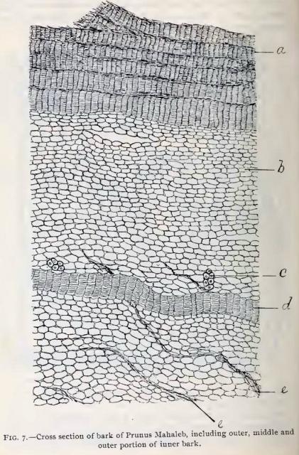 Fig. 7.—Cross section of bark of Prunus Mahaleb, i...