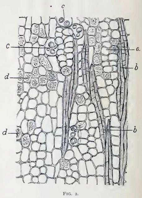 Fig. 2.—Small portion of longitudinal-tangential