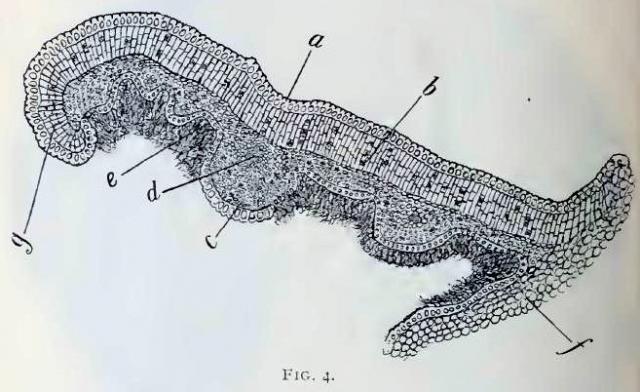 Fig. 4.—Transverse section of a portion of lamina ...