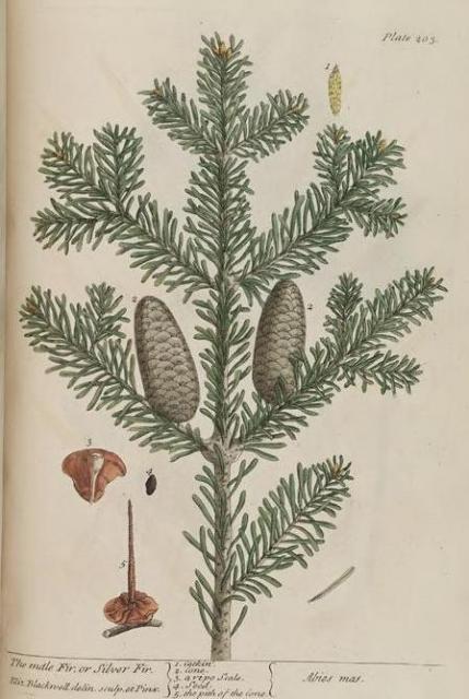 203c Male Fir.