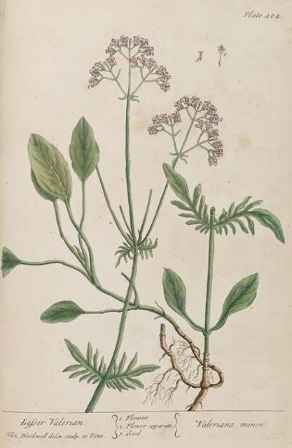 484c Lesser Valerian.