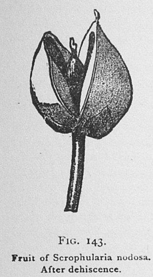 Fig. 143. Fruit of Scrophularia nodosa.