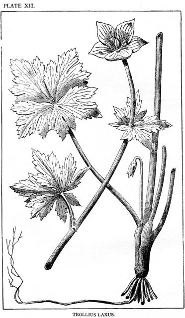 Plate 12. Trollius Laxus.