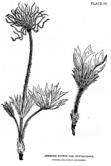 Plate 4. Anemone patens var. nuttalliana.