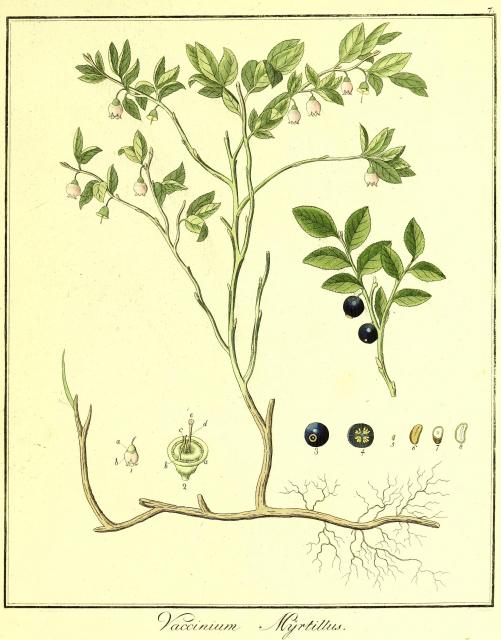 Vol. 02. Bild 07. Vaccinium myrtillus.