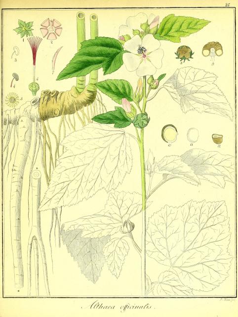 Vol. 02. Bild 25. Althaea officinalis 2.