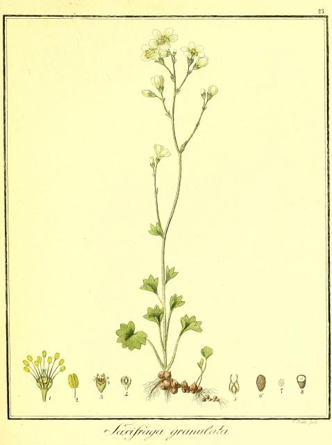 Vol. 03. Bild 23. Saxifraga granulata.