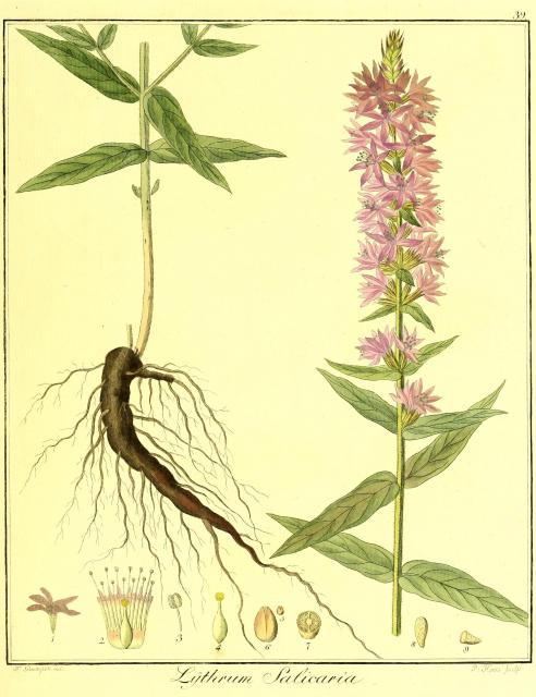 Vol. 03. Bild 39. Lythrum salicaria.