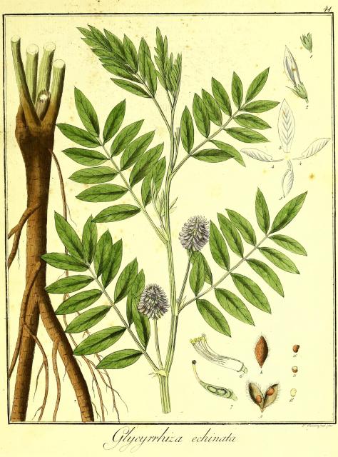 Vol. 06. Bild 41. Glycyrrhiza echinata.