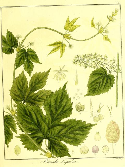 Vol. 08. Bild 36. Humulus lupulus.