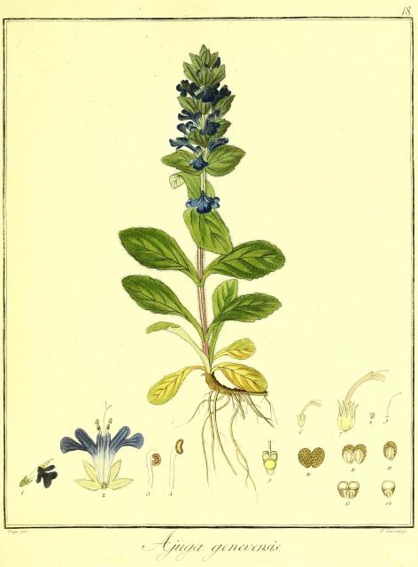 Vol. 09. Bild 18. Ajuga genevensis.