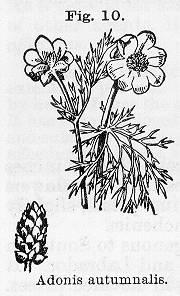 Fig. 010. Adonis autumnalis.