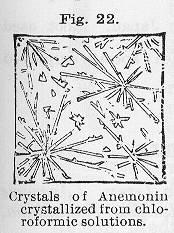 Fig. 022. Crystals of Anemonin